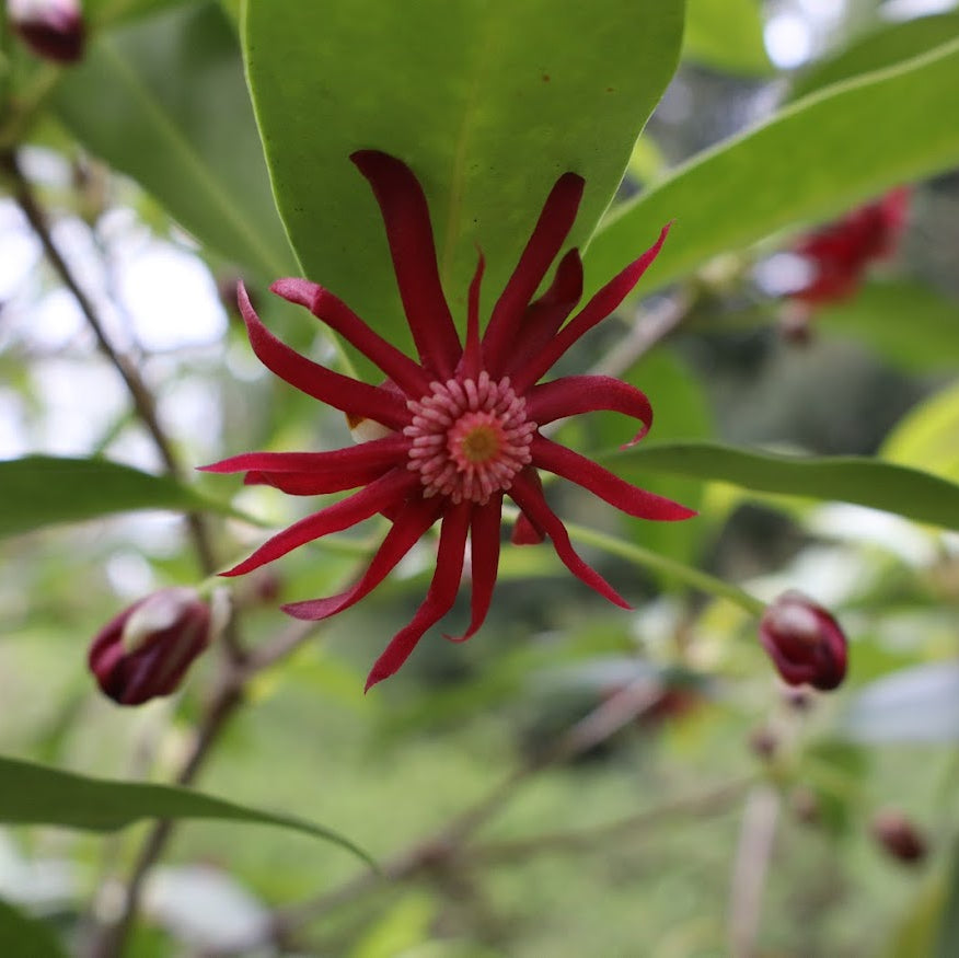 Illicium  'Woodland Ruby'