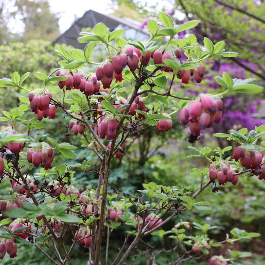 Rhododendron benhallii ex. ‘Plum Drops'