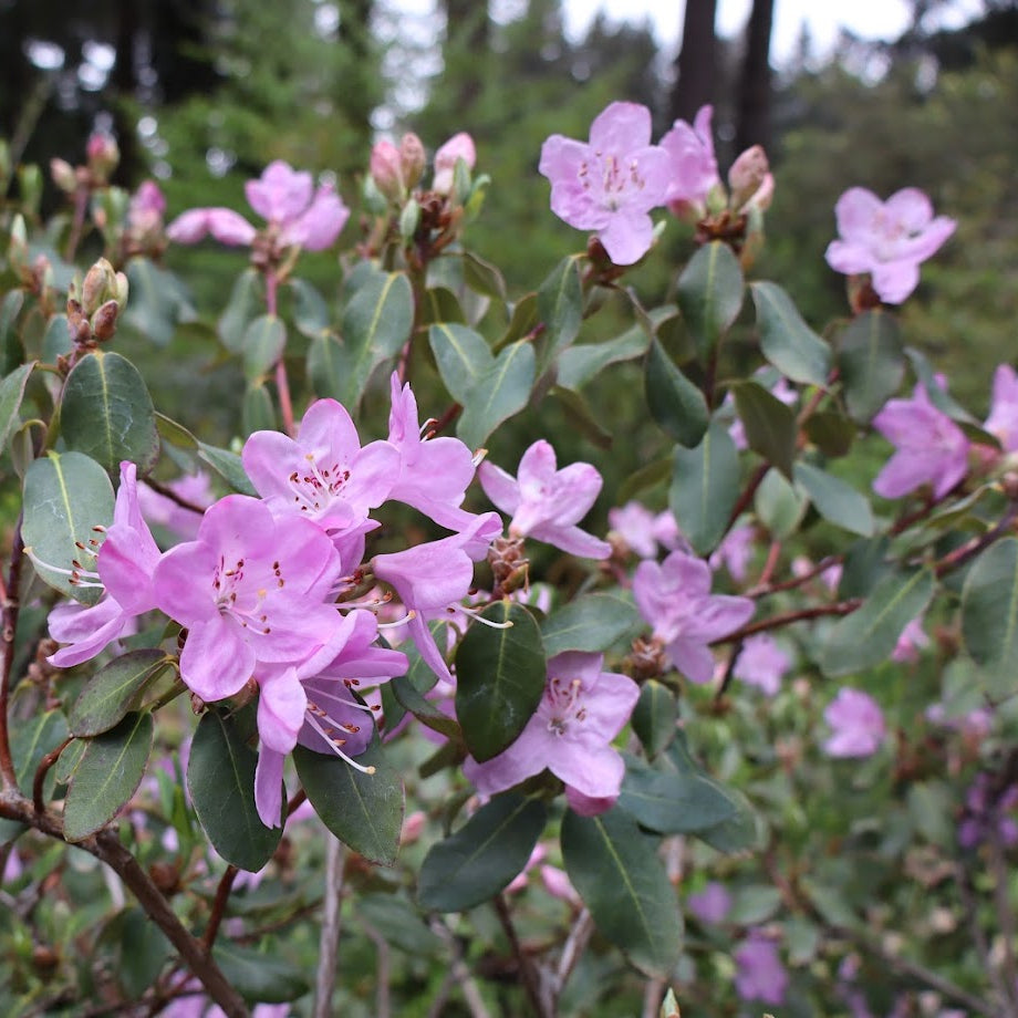 Rhododendron oreotrephes  1975/296