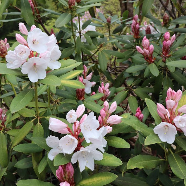 Rhododendron 'Snow Queen'