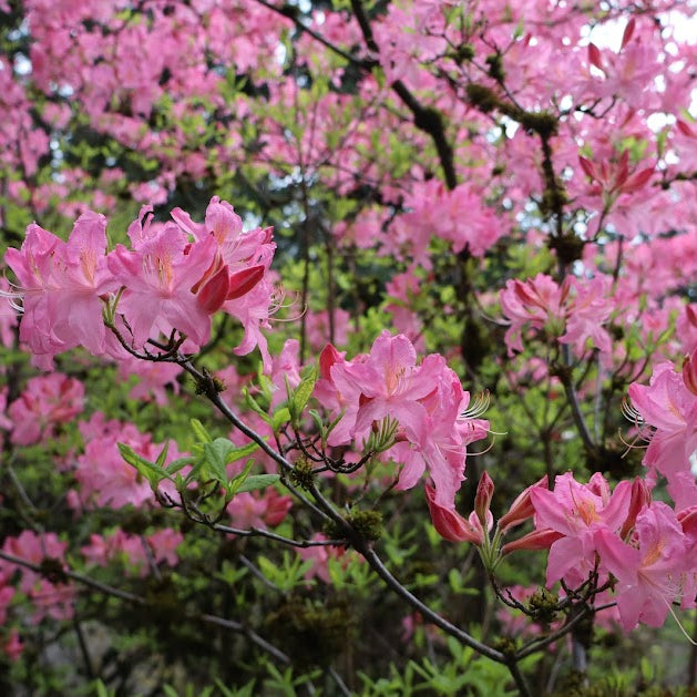 Rhododendron 'Marie Hoffman'