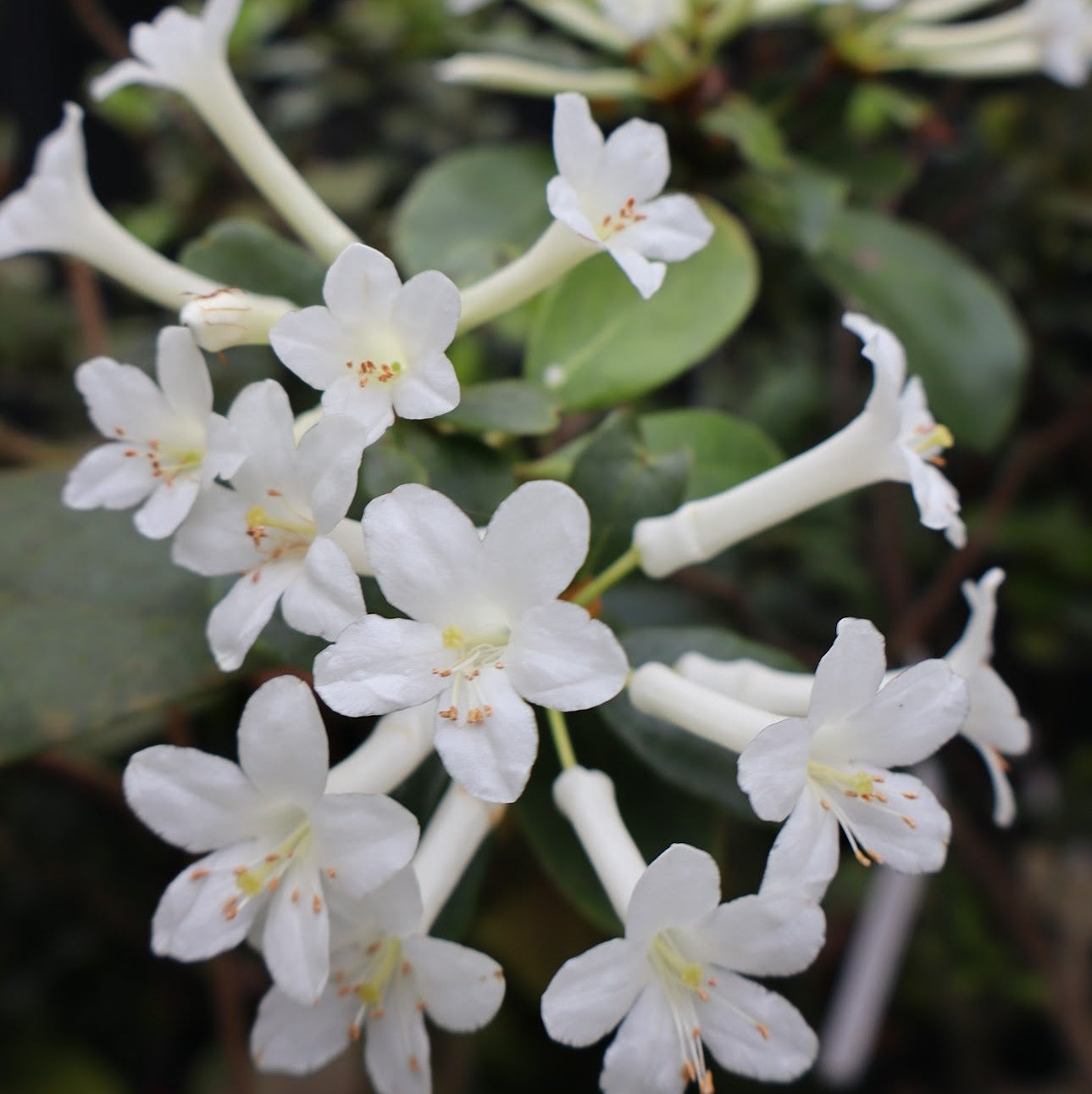Rhododendron loranthiflorum