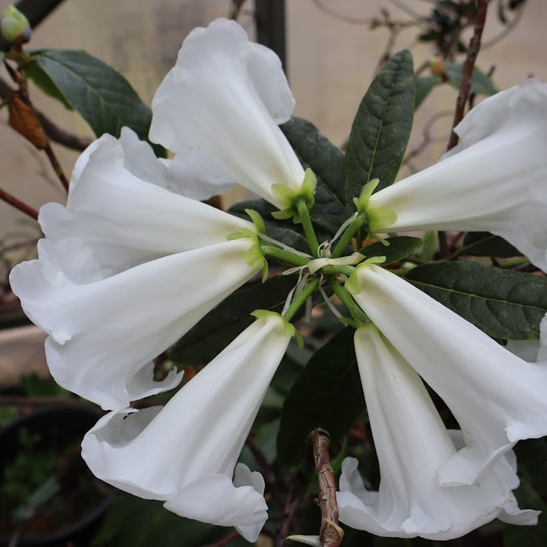 Rhododendron lindleyi  GR