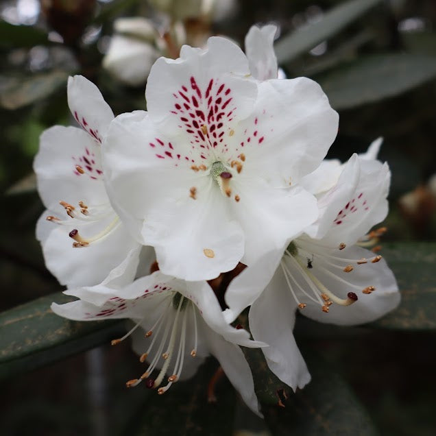 Rhododendron aberconwayi