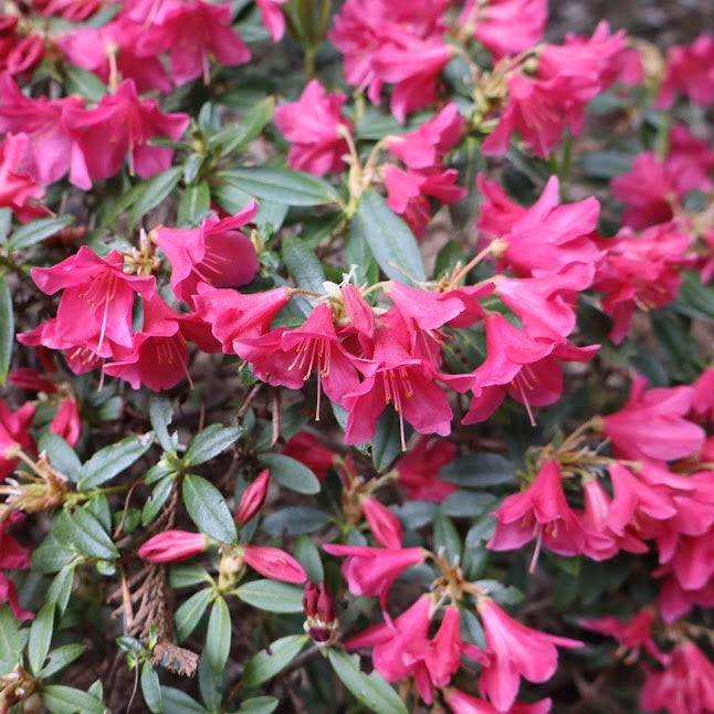 Rhododendron 'Quail'