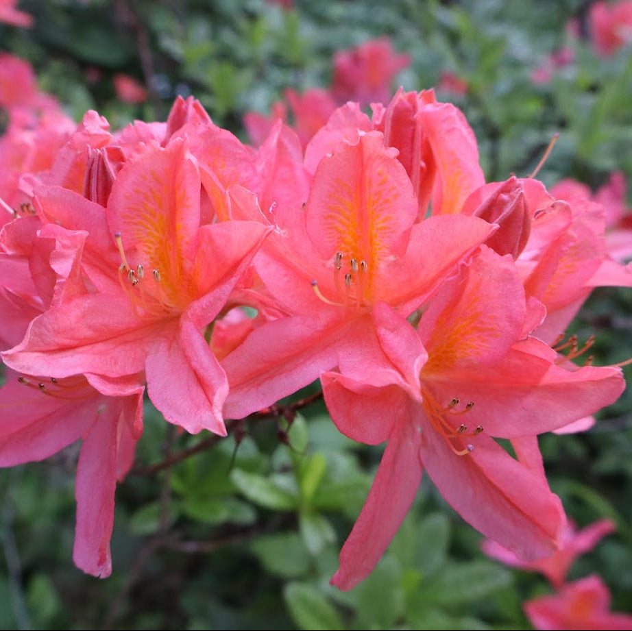 Rhododendron molle ssp. japonicum  RSBG
