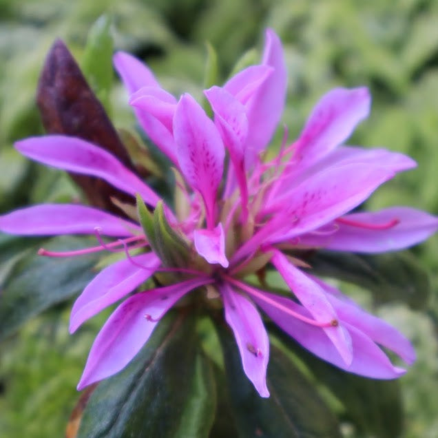 Rhododendron stenopetalum 'Purple Dragon'