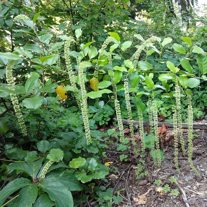Itea ilicifolia