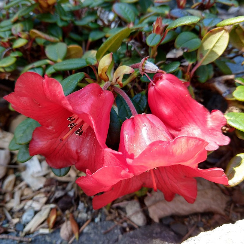 Rhododendron forrestii ssp. forrestii  'Seinghku'  1977/602  R