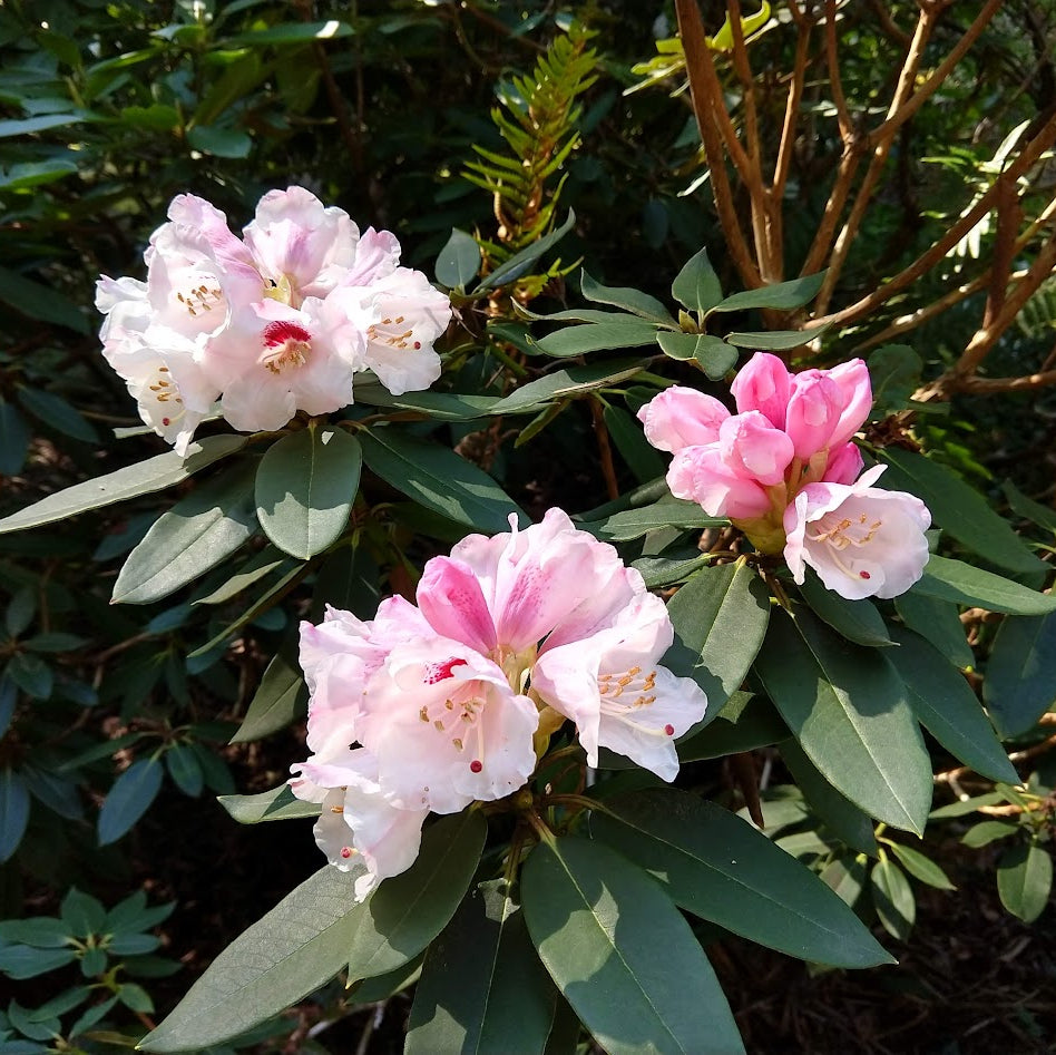 Rhododendron pachysanthum 1997/097