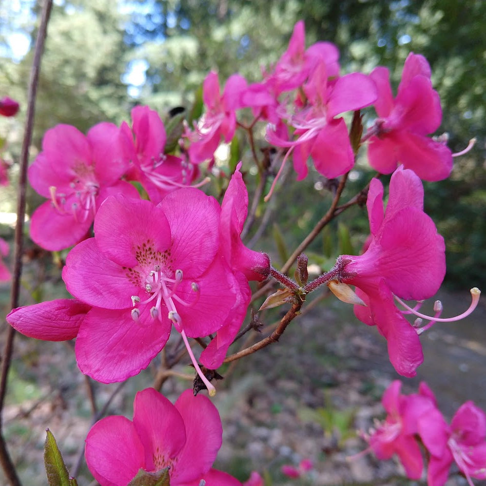 Rhododendron albrechtii