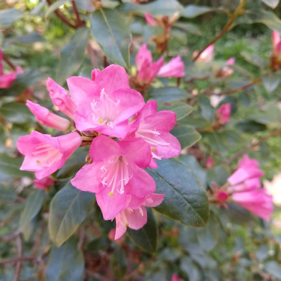 Rhododendron 'Brambling'
