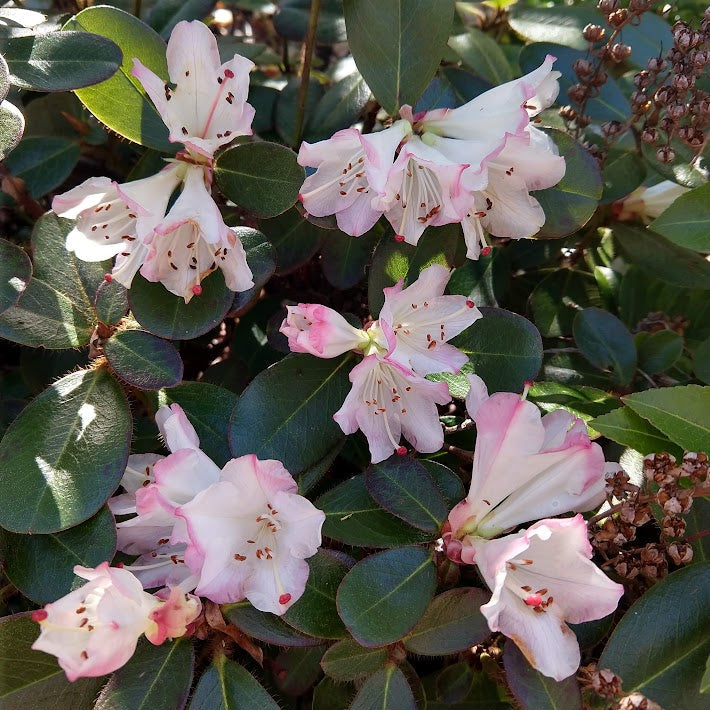 Rhododendron kuomeianum  1997/130  SEH
