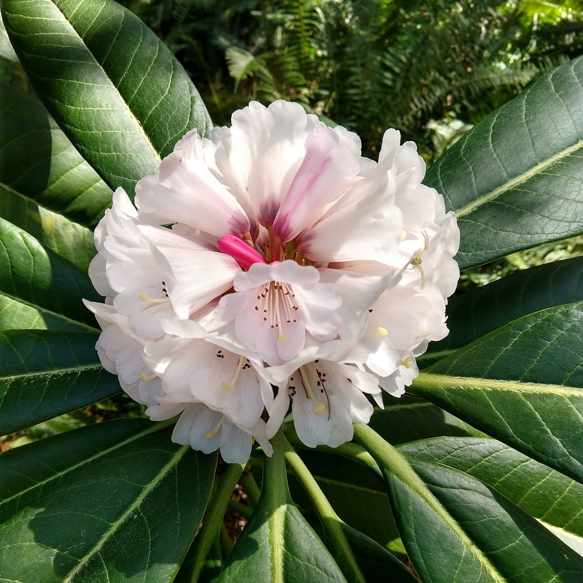 Rhododendron kesangiae var. album  GR