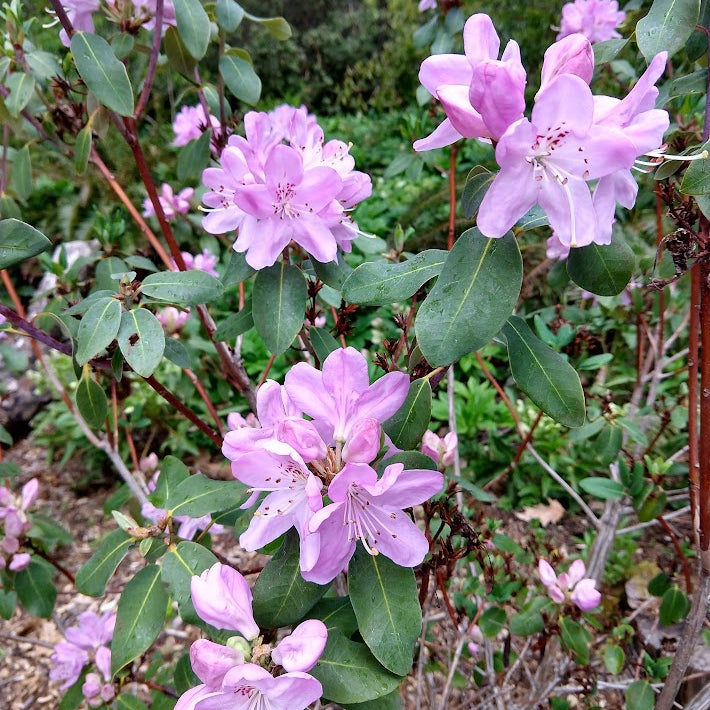 Rhododendron oreotrephes  136sd2020 (2g)