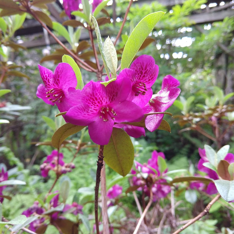 Rhododendron baileyi 1975/035