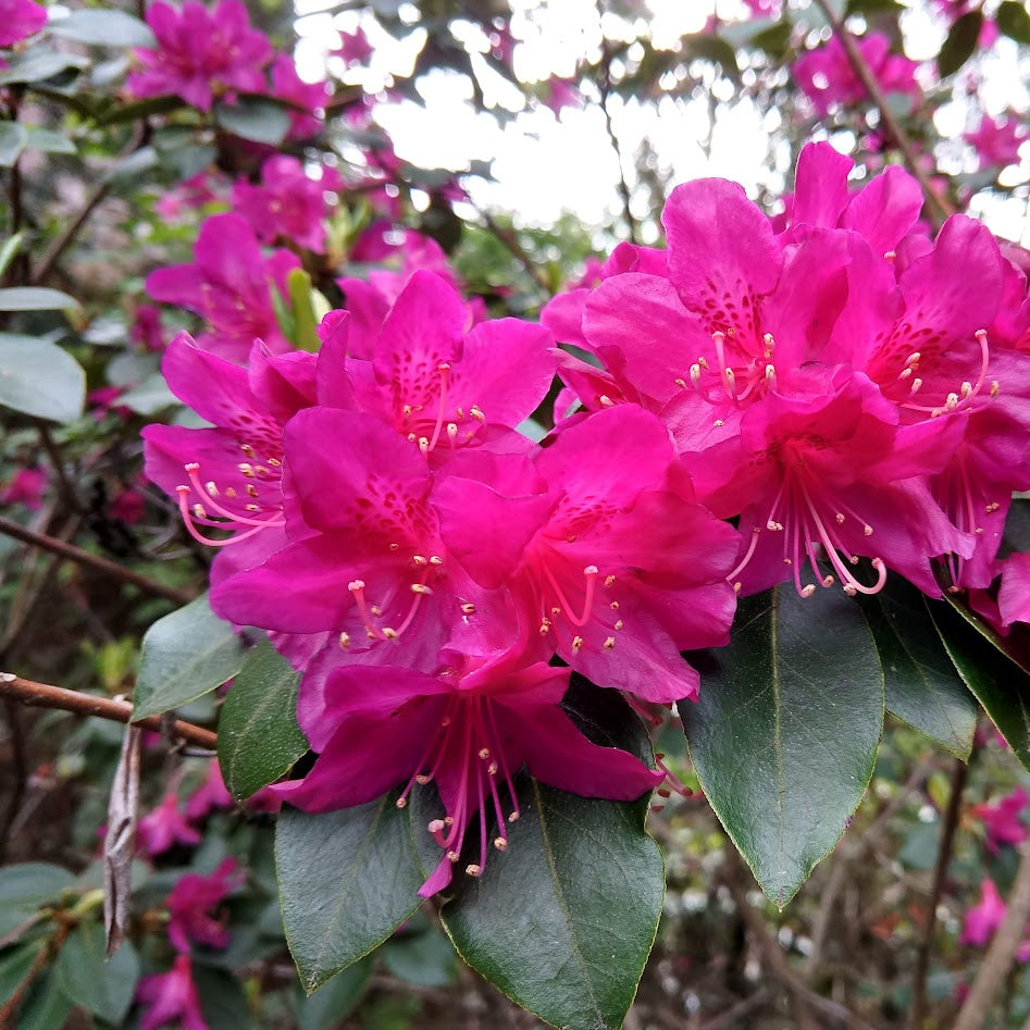 Rhododendron concinnum  H2MD