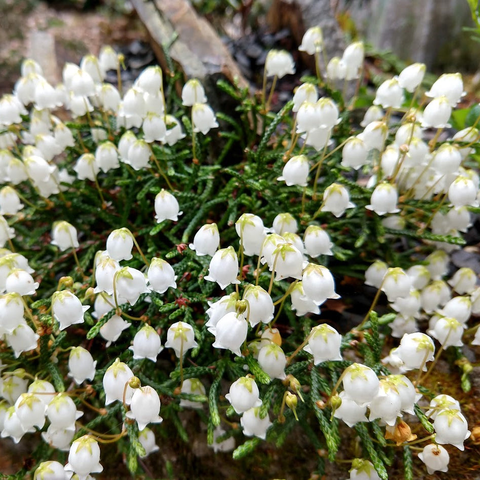 Cassiope selaginoides