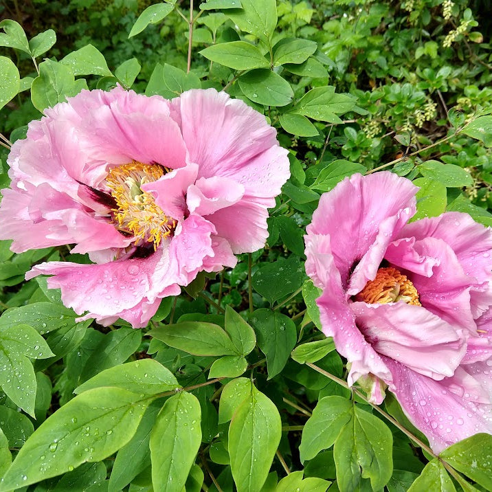 Paeonia rockii