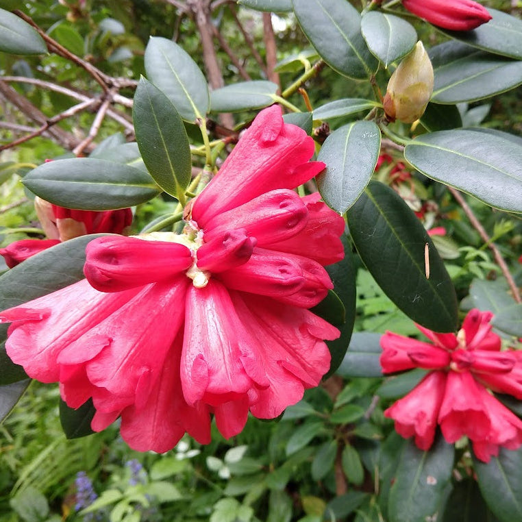 Rhododendron elliottii  RSBG