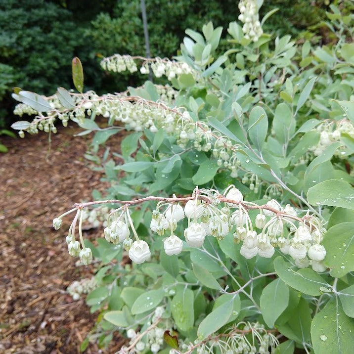 Zenobia pulverulenta