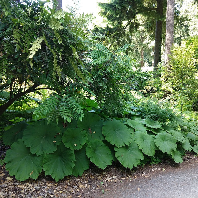 Astilboides (Rodgersia) tabularis