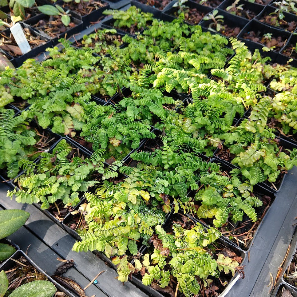 Adiantum aleuticum var. subpumilum