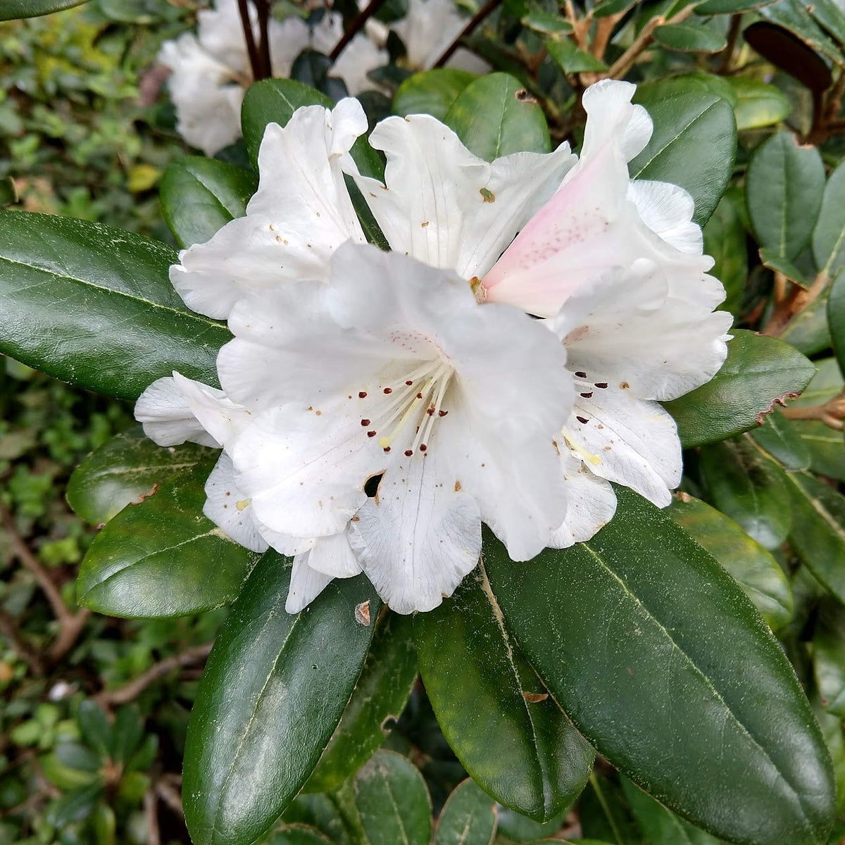 Rhododendron 'yakushimanum x lanatum'