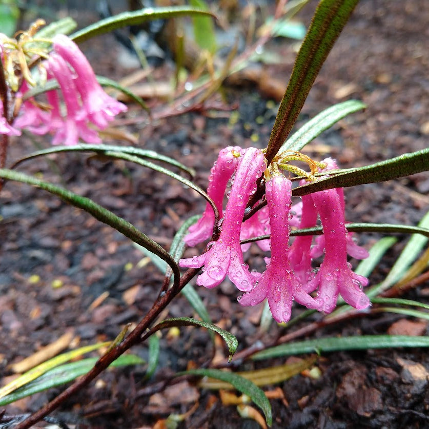 Rhododendron vinicolor