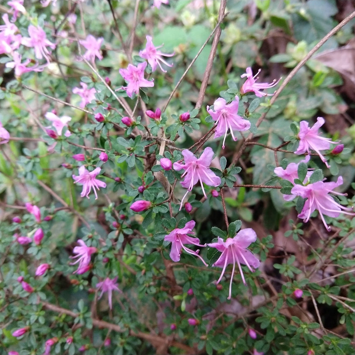 Rhododendron serpyllifolium  1979/173
