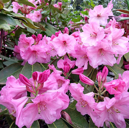 Rhododendron 'Naomi Glow'
