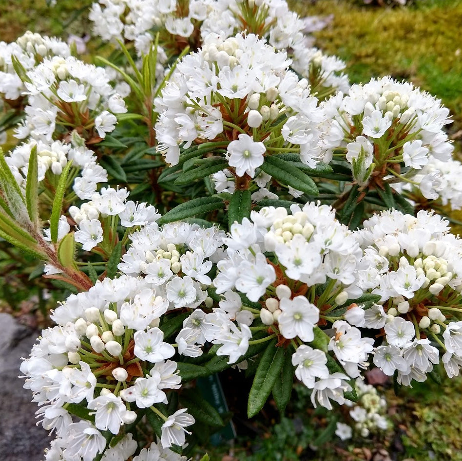 Rhododendron diversipilosum 'Milky Way'
