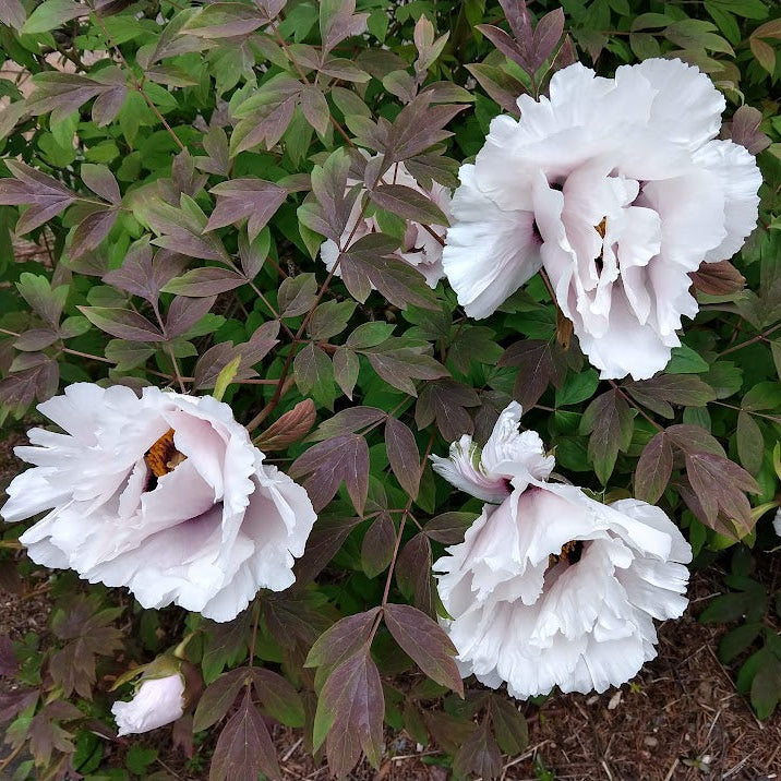 Paeonia rockii