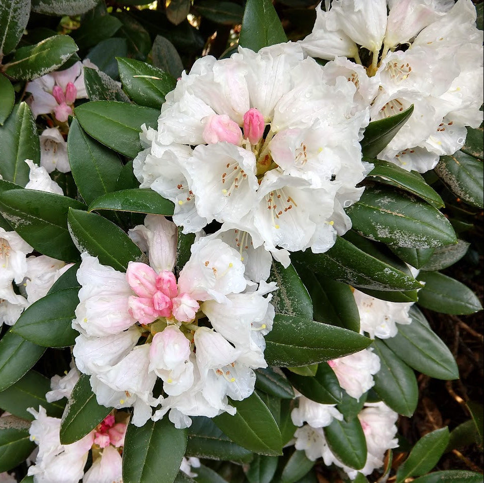 Rhododendron 'Cinnamon Bear'