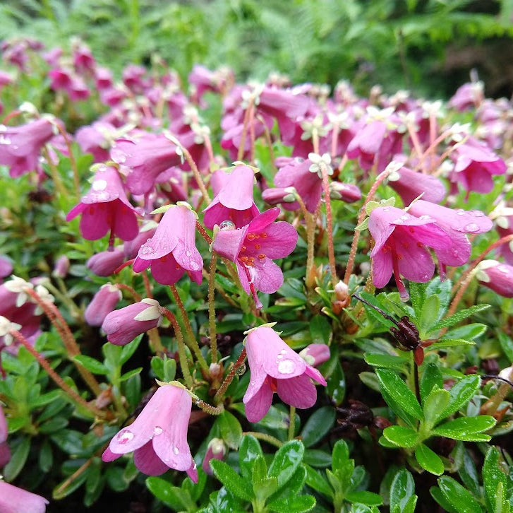Rhododendron campylogynum  1970/321