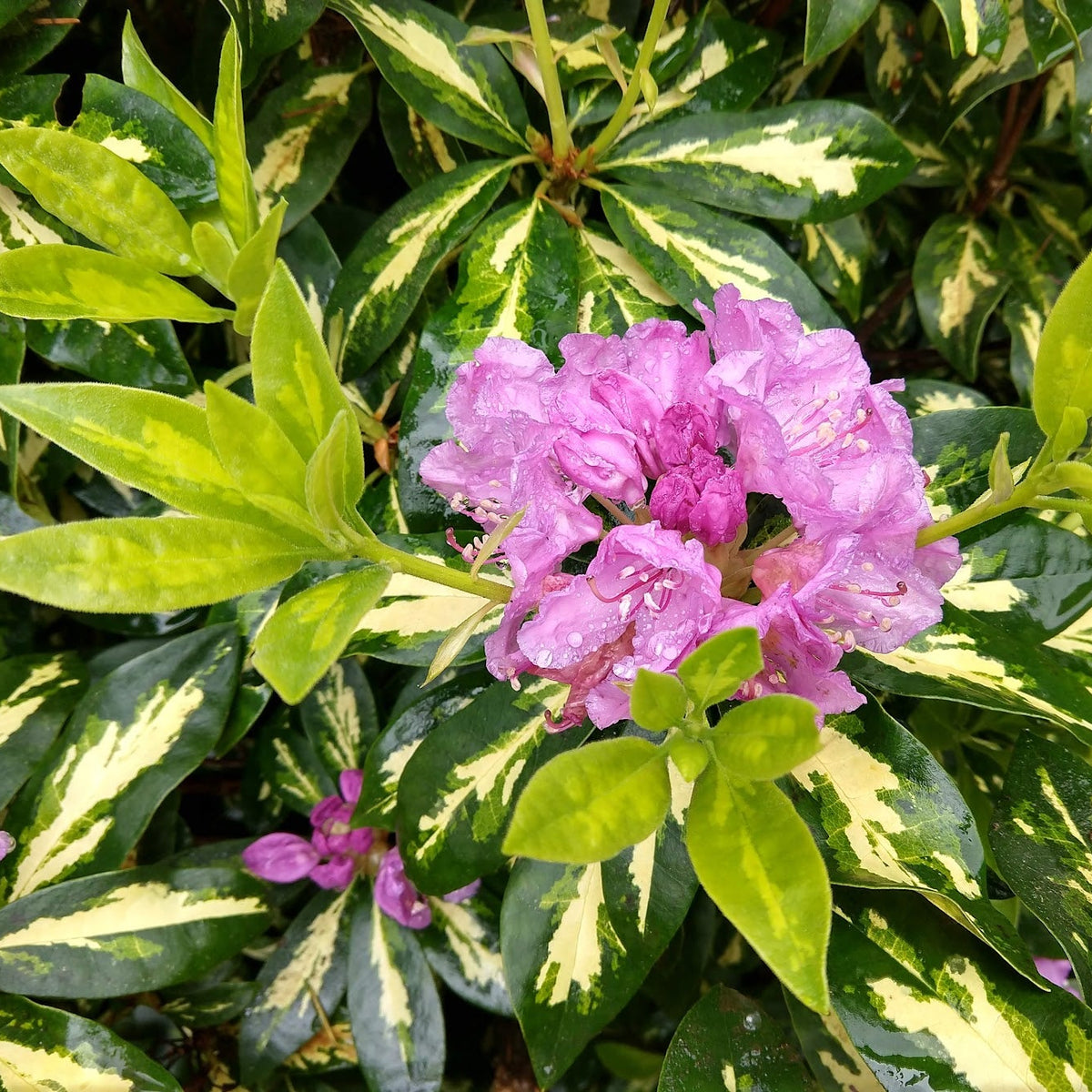 Rhododendron 'Molten Gold'