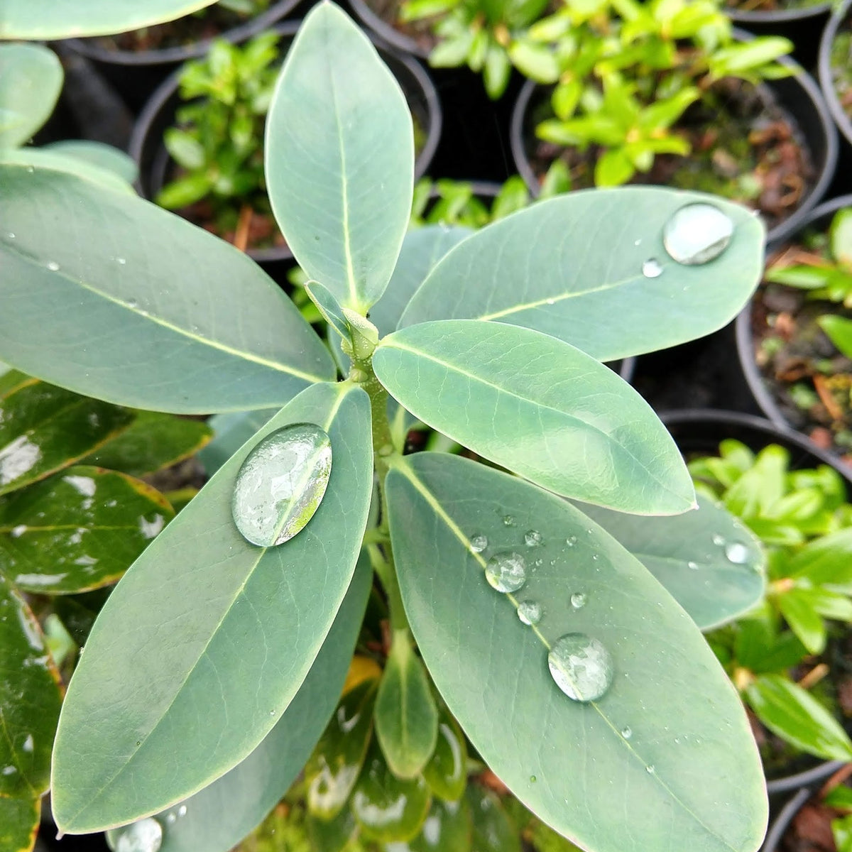 Rhododendron cinnabarinum ssp. xanthocodon (Concatenans Group)  RSBG