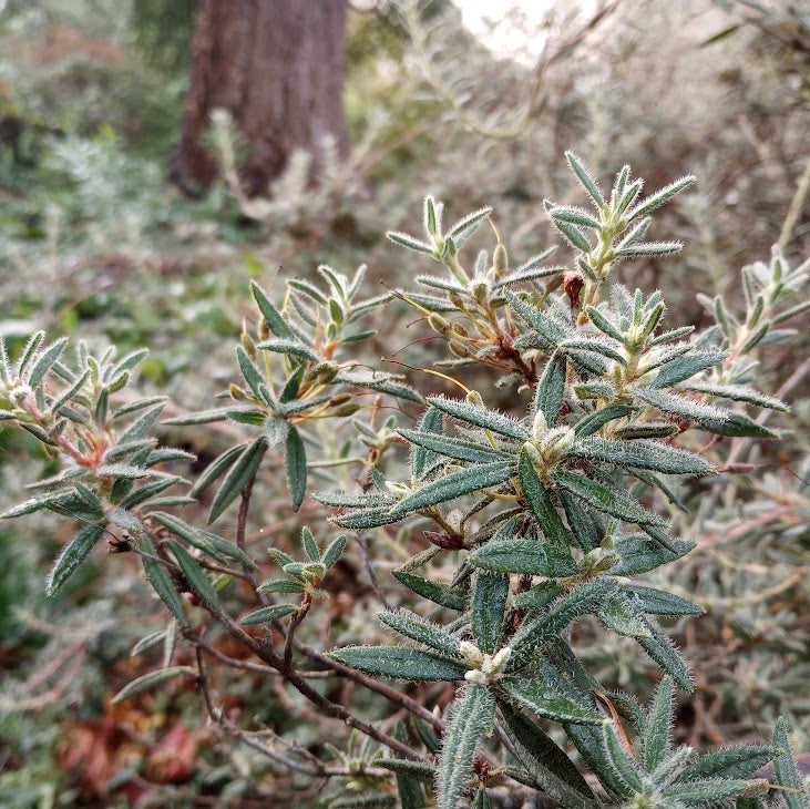 Rhododendron pubescens  'Fine Bristles'  1970/114  KW