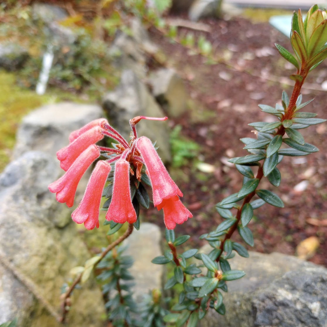 Rhododendron adinophyllum