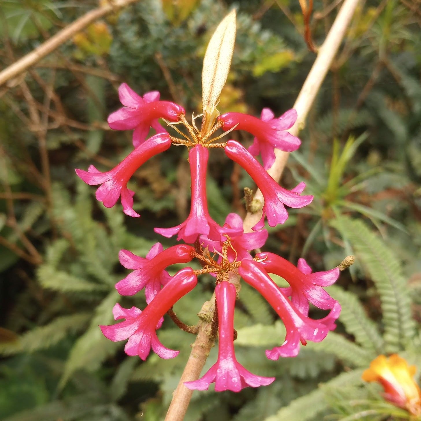 Rhododendron malayanum  1997/077