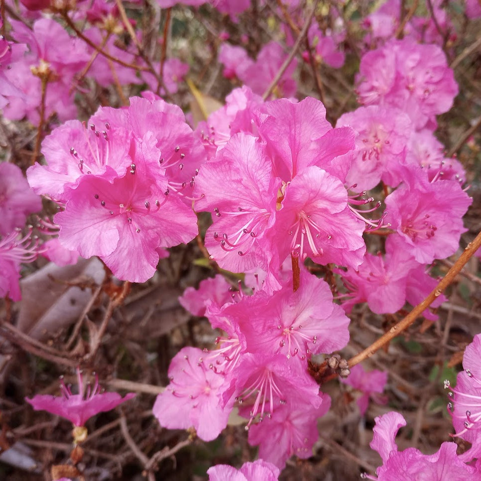 Rhododendron mucronulatum  1976/127
