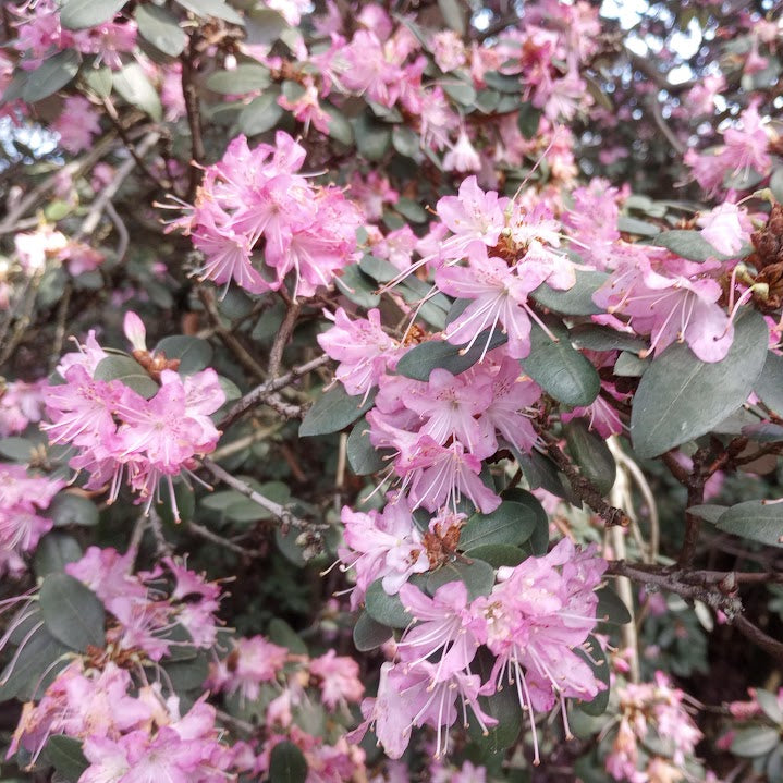 Rhododendron racemosum 'Rock Rose'  1979/180  R