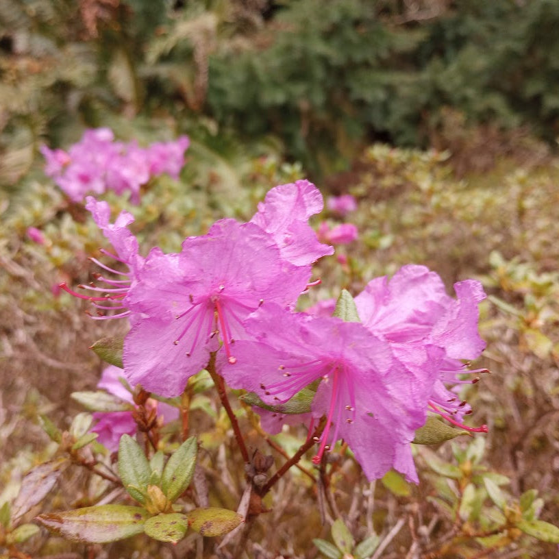 Rhododendron uniflorum  1966/586