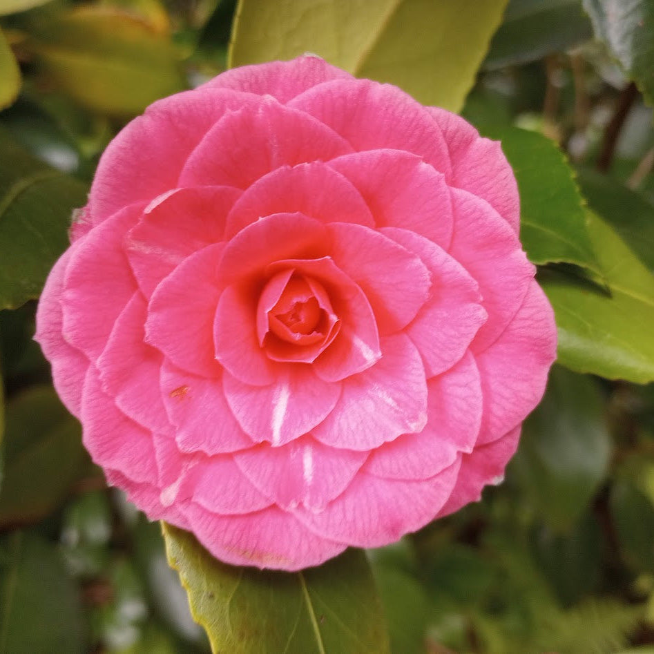 Camellia japonica 'Pink Perfection'