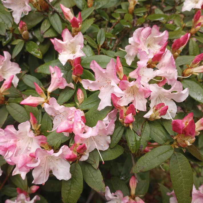 Rhododendron 'Turacao'