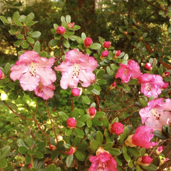 Rhododendron dendrocharis 1996/004 Cox