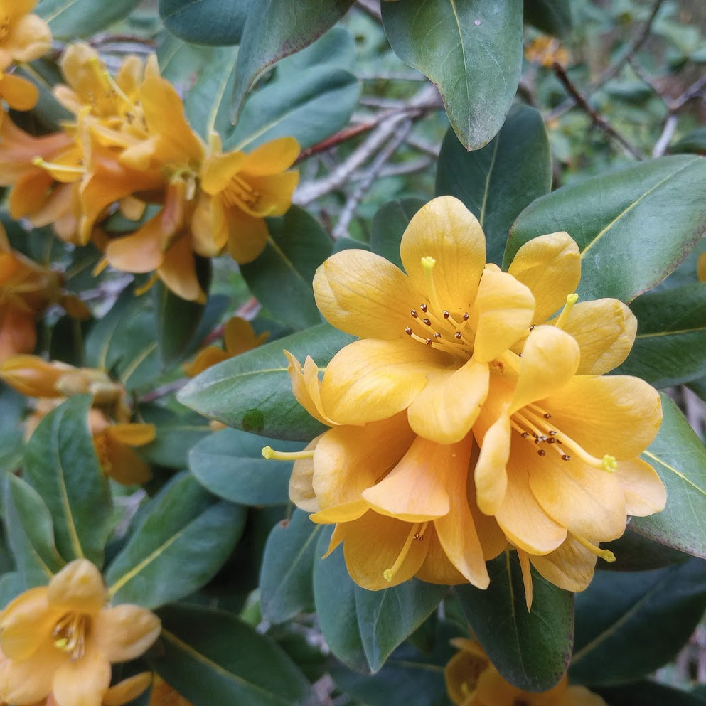 Rhododendron cinnabarinum ssp. xanthocodon (Concatenans Group)  RSBG