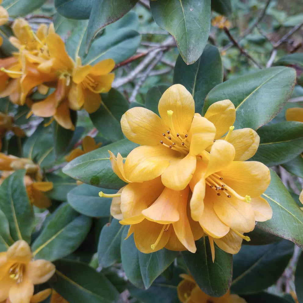 Rhododendron cinnabarinum ssp. xanthocodon (Concatenans Group) 1970/323