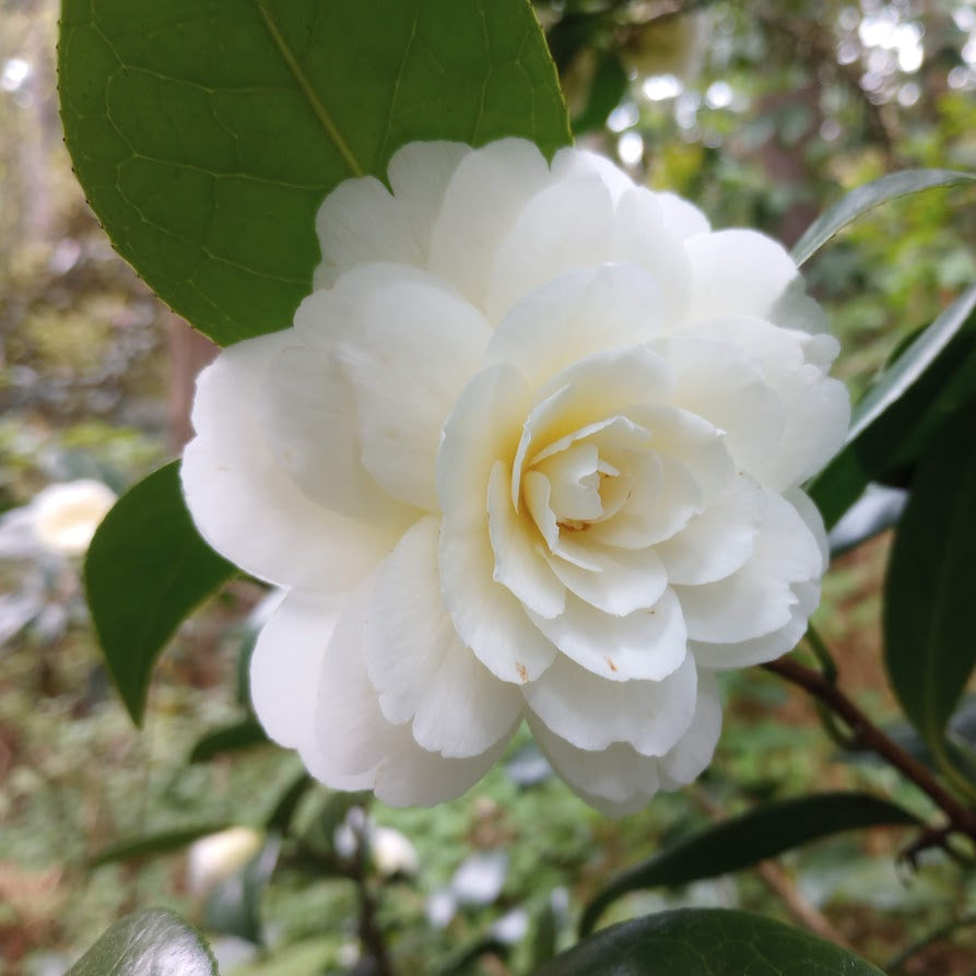 Camellia 'Dahlonega'