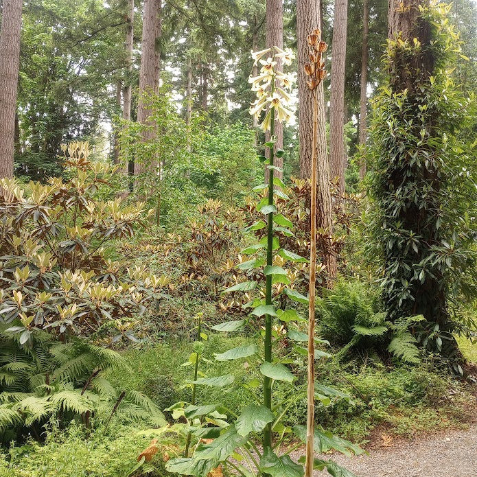 Cardiocrinum giganteum var. giganteum  ex. SEH
